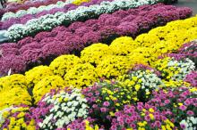 Na zdjęciu wielokolorowe chryzantemy 