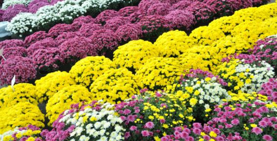 Na zdjęciu wielokolorowe chryzantemy 